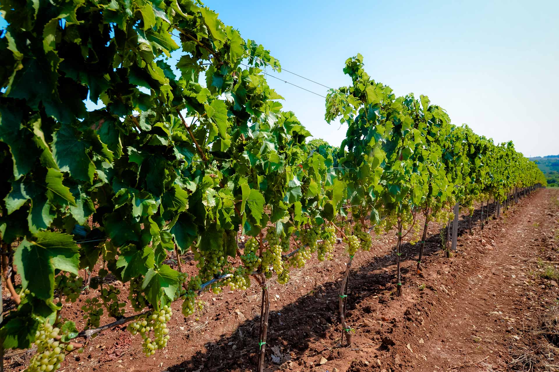 Monterosso - vinograd