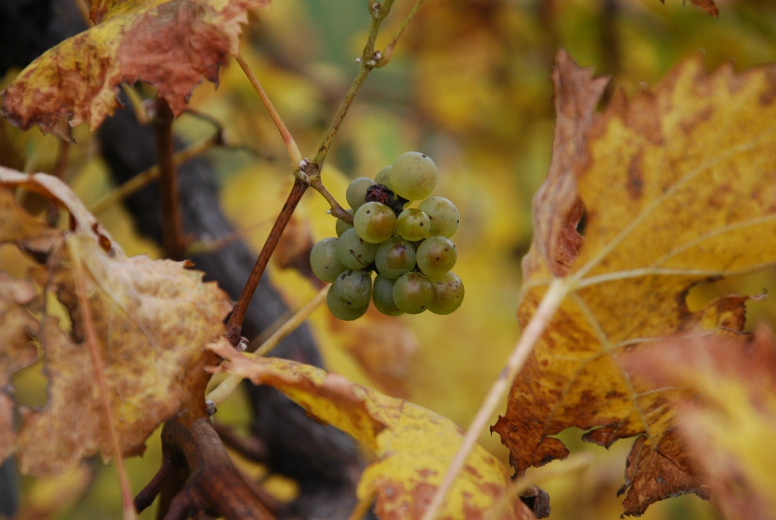 vinogradi sepp muster
