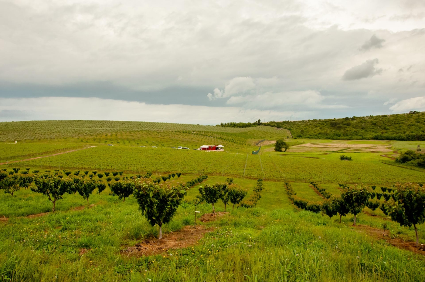 Monte Rosso - češnje