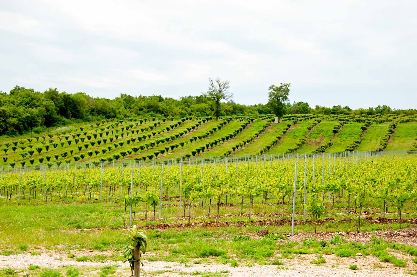 Monte Rosso - posestvo