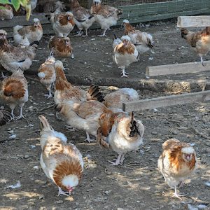 kopuni strohmayer kokosi 2