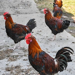 kopuni strohmayer kopuni2