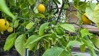 limona drevo18 april