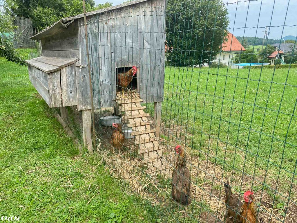 domačija novak20 vrt4