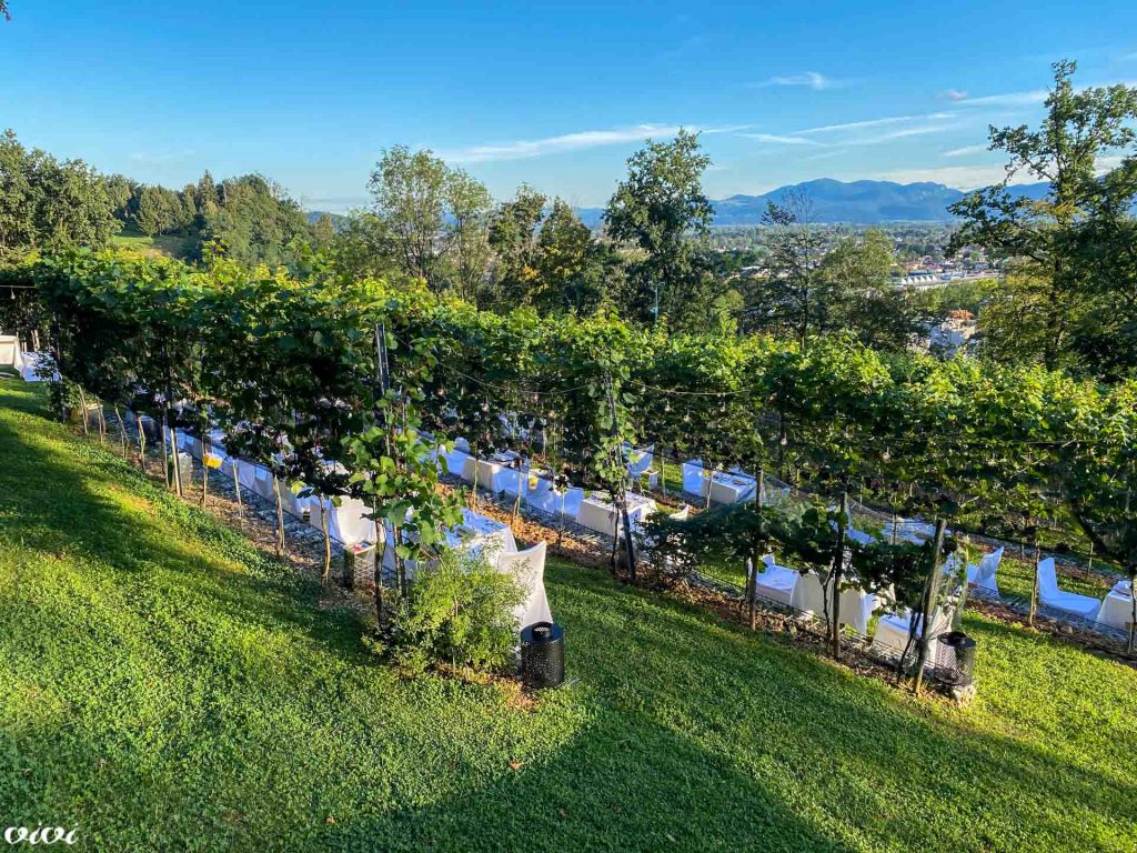 strelec grajski vinograd1