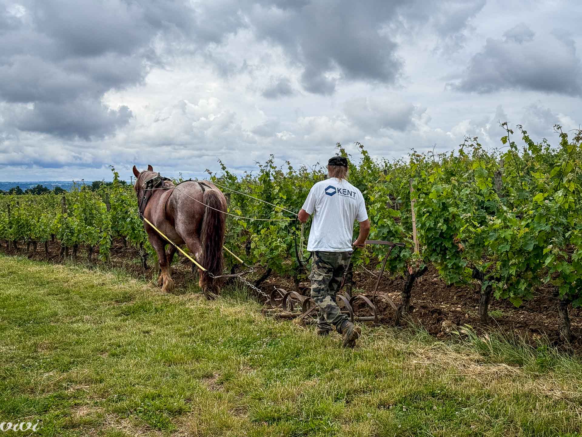 Chateau Troplong Mondot, vinograd, oranje s konjem8