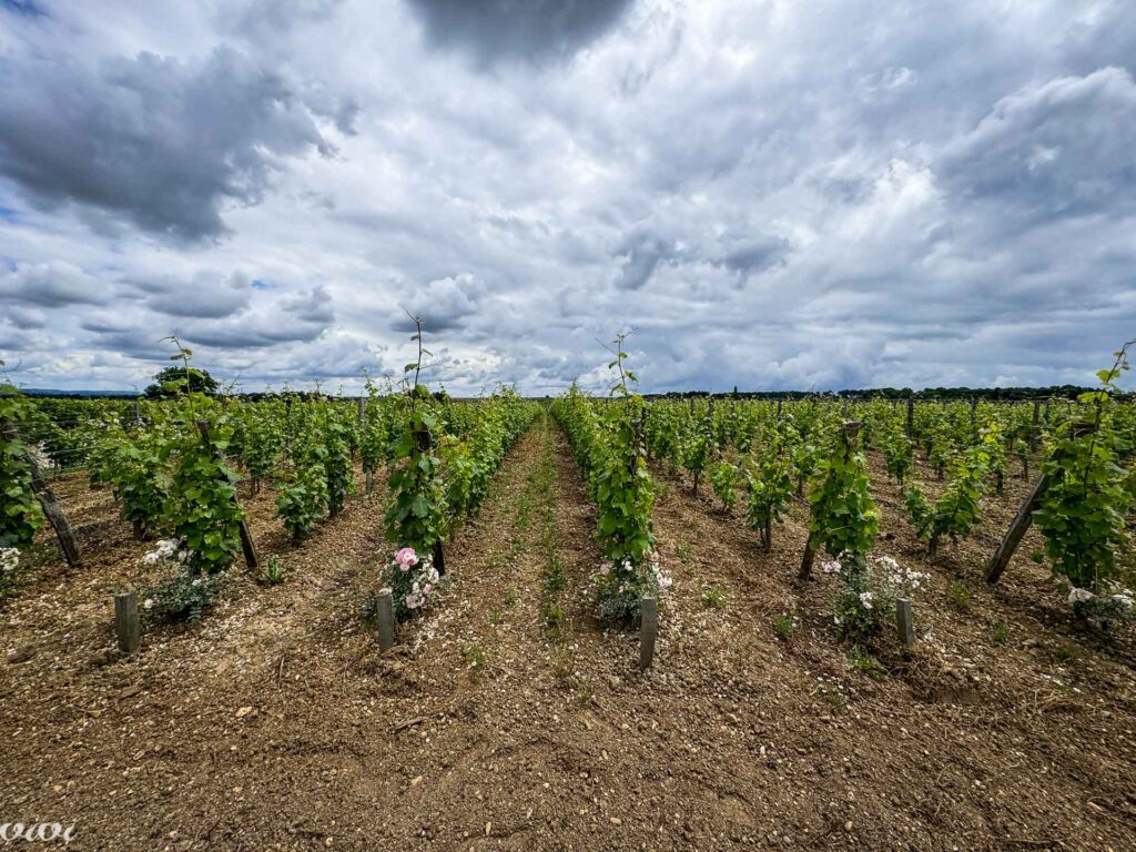 Chateau d Yquem, vinograd3