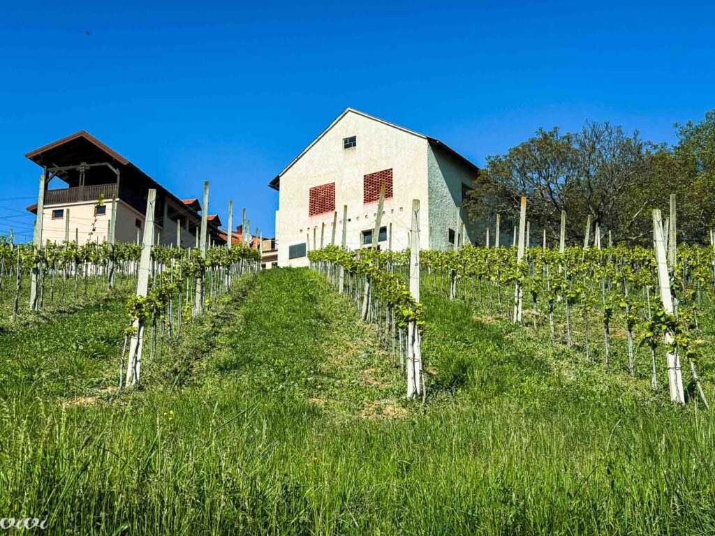 Plešivica, vinograd Korak3 2