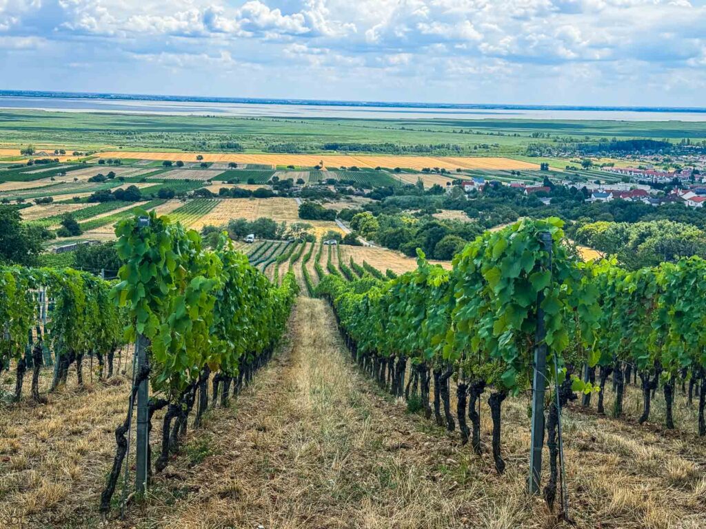 Tschida, vinograd15